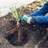 Весенняя посадка роз. Что необходимо знать?