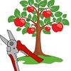 Как омолодить плодовое дерево?