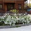 Спирея серая Grefsheim. Белоснежный салют! Кстати, есть в продаже!