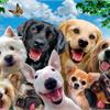 15 признаков, что вы самый лучший собачник!