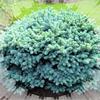 Ель колючая Glauca Globosa! На штамбе и без!