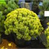 Сосна горная Carstens Wintergold