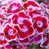 Гвоздика (Dianthus)