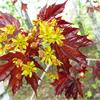 Клен остролистный (Acer platanoides Crimson King) 