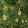 Сосна горная Columnaris - небольшое хвойное деревце