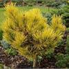 Сосна горная Carstens Wintergold
