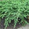 Можжевельник обыкновенный Green Carpet -  карликовый хвойный вечнозеленый кустарник