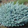 Ель колючая Glauca Globosa! 