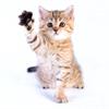 Как отучить котенка кусаться?