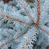 Ель колючая «Хото» (Picea pungens Hoto) – густое дерево с конусовидной кроной