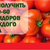 Как получить по 50-60кг помидоров с каждого куста
