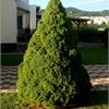 Ель канадская Коника (Picea glauca Conica) - самый популярный карликовый хвойник
