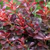 Барбарис тунберга Atropurpurea Nana - карликовый подушковидный кустарник