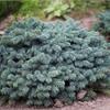 Ель колючая Waldbrunn - серебристая аристократка в вашем саду