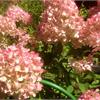 Гортензия метельчатая Vanille Fraise - прекрасное украшение Вашего сада