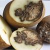 Трескаются морковь и капуста?  Гниет картофель? Выход есть! 