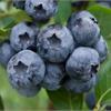 Голубика высокорослая Блюкроп (Bluecrop).