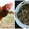Птичий помет - ценное органическое удобрение.