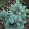 Ель колючая «Хото» (Picea pungens Hoto) – густое дерево с конусовидной кроной