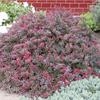 Барбарис тунберга Atropurpurea Nana - карликовый подушковидный кустарник