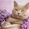 Leonardo Cat Food – линия кошачьих кормов супер-премиум класса!