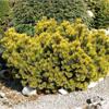 Сосна горная Carstens Wintergold