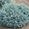 Ель колючая Glauca Globosa - голубая красавица