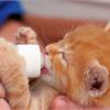 Как кормить котят, которых рано отлучили от матери?