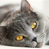 Leonardo Cat Food – линия кошачьих кормов супер-премиум класса!