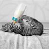 Можно ли котенку молоко?