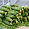 6 секретов урожайности огурцов