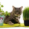 🐱 Выращиваем травку для ваших питомцев. 