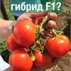 Сорт или гибрид F1? Вот в чем вопрос!