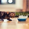 Можно ли котенку молоко? 
