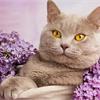 Тагильские кошки уже оценили немецкое меню! 