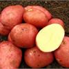 Ранний красивый картофель семенной Беллароза 