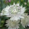  Астранция крупная (Astrantia) major Alba