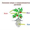 Минеральное питание для богатого урожая!