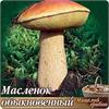 Сеем грибы на даче