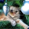 10 способов отвадить кошку от новогодней ёлки!