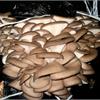 Выращивание грибов вешенки на кокосовом субстрате