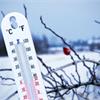 5 распространенных мифов о зимнем укрытии растений