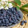 Секреты получения урожая жимолости 