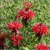 Яркая и душистая монарда Gardenvieuw Scarlet