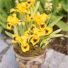 Прекрасный  Ирис карликовый Eyebright