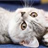 Leonardo Cat Food – линия кошачьих кормов супер-премиум класса! 