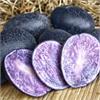 Картофель семенной Майами с фиолетовой окраской