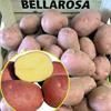 Ранний вкусный картофель Беллароза