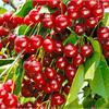 Вишня Щедрая -  отличный сорт для Урала