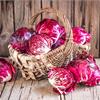 Краснокочанная капуста - вкусна, красива и полезна